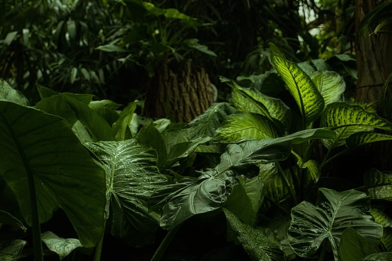Jungle Adventure